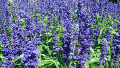 Photo of Salvia blu