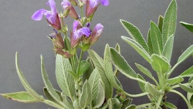 Photo of Salvia da prato, salvia comune