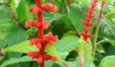 Photo of Salvia di velluto rosso