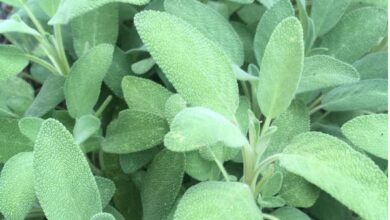 Photo of Salvia in crescita : La Guida completa alla semina, alla coltivazione e alla raccolta della salvia