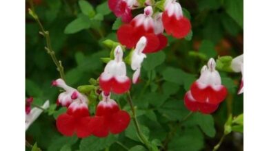 Photo of Salvia microphylla o Salvia rosa usata come pianta ornamentale