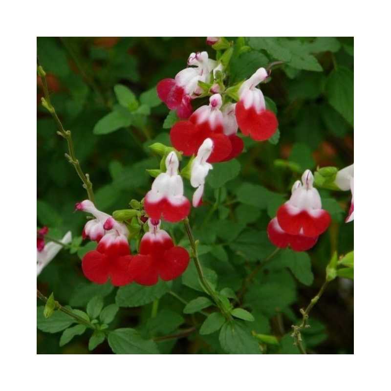Salvia microphylla o Salvia rosa usata come pianta ornamentale Il