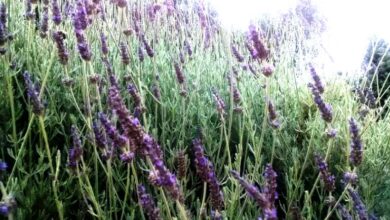 Photo of Salvia russa, lavanda afgana