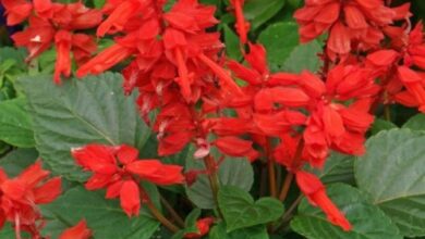 Photo of Salvia splendens o la cura delle piante di salvia rossa