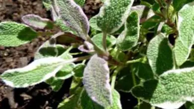 Photo of Salvia tricolore – Consigli per la coltivazione della salvia tricolore