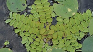 Photo of Salvinia auriculata, una pianta acquatica a fisarmonica