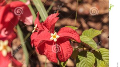 Photo of Sangue degli Ashantis, Mussaenda Rosso