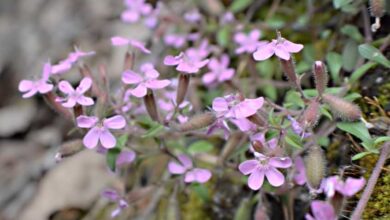 Photo of Saponaria officinalis, pianta ornamentale e medicinale