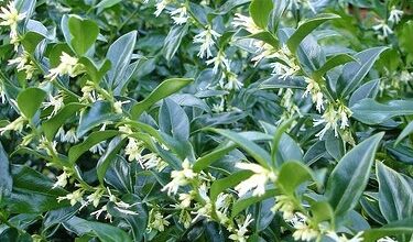 Photo of Sarcococca di foglie di ruscello