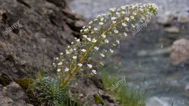 Photo of Saxifraga longifolia Saxifraga pirenaica