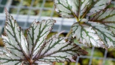 Photo of Saxifraga stolonifera Barba da vecchio, Ragno saxifraga, Saxifraga stolonifera