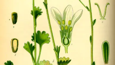 Photo of Saxifragaceae