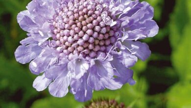 Photo of Scabious