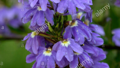 Photo of Scaevola aemula Scaevola, fan delle fate dei fiori