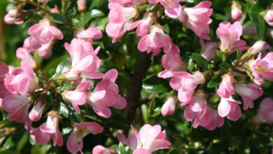 Photo of Scallonia Scallonia