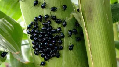 Photo of scarafaggio delle pulci