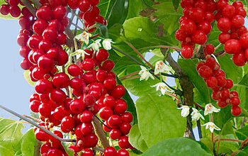 Photo of Schisandra a fiore grande, Magnolia rampicante