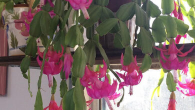 Photo of Schlumbergera troncata, cactus di Natale