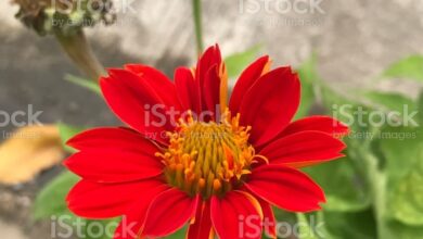 Photo of Scopri la bellezza dei fiori di Tithonia rotundifolia