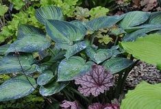 Photo of Scoprite la cura della begonia semperflorens o Fleur de Sucre