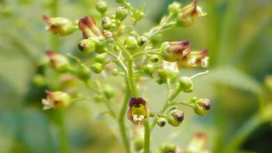 Photo of Scrophulariaceae
