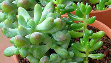 Photo of Sedum confusum o cura delle piante di Sedum