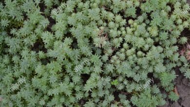 Photo of Sedum hispanicum Abete spagnolo