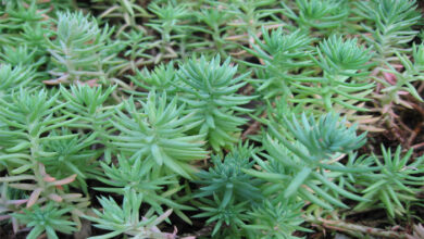 Photo of Sedum sieboldii Abeto rojo Siebold