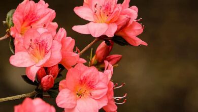 Photo of Sempreverde Azalea, Azalea Kurume