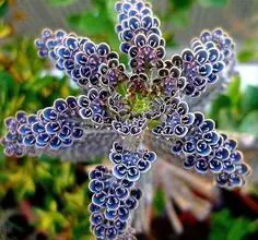 Photo of Senecio mandraliscae cura delle piante o balsamo blu