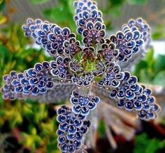 Photo of Senecio mandraliscae cura delle piante o balsamo blu