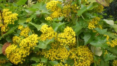 Photo of Senecio mikanioides o Senecio oloroso