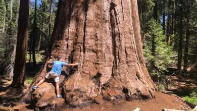 Photo of Sequoïadendron giganteum Giganteum di Secoya
