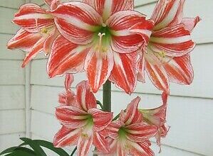 Photo of Serbatoio Amaryllis