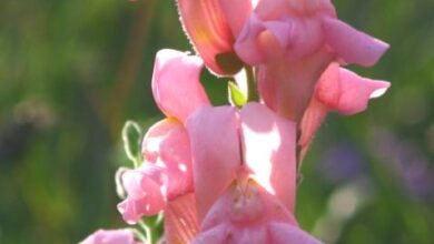 Photo of Snapdragon, la bocca del lupo