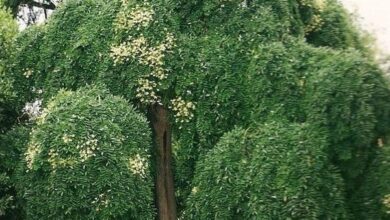 Photo of Sofora del Giappone, albero della pagoda