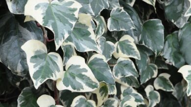 Photo of Soins de Fatshedera, Ivy ou Aralia Ivy