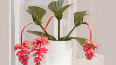 Photo of Soins de la Medinilla magnifica ou plante de Medinilla