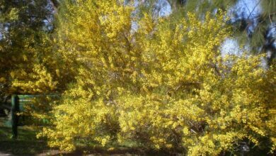 Photo of Soins de la plante Acacia dodonaeifolia o Acacia viscosa