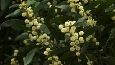 Photo of Soins de la plante Acacia melanoxylon ou Acacia noir