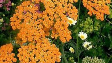 Photo of Soins de la plante Achillea clypeolata ou Achillea borzana