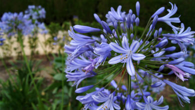 Photo of Soins de la plante Agapanthus africanus, Agapanto ou Flor del Amor