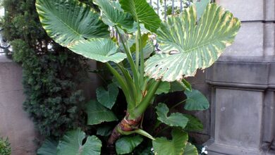 Photo of Soins de la plante Alocasia macrorrhiza, Colocasia o Marquesa