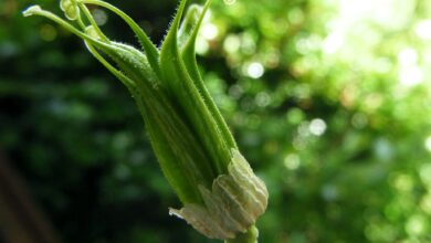Photo of Soins de la plante Aquilegia, Aguileña ou Colombina
