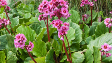 Photo of Soins de la plante Bergenia cordifolia ou Hortensia de invierno