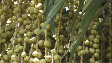 Photo of Soins de la plante Caryota mitis, Cariota o Palm cola de pez