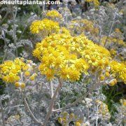 Photo of Soins de la plante Cineraria maritima, Senecio cineraria o Cenerentola