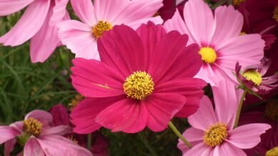 Photo of Soins de la plante Cosmos bipinnatus, Cosmos o Mirasol