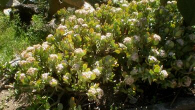 Photo of Soins de la plante Crassula arborescens o Crassula arborescente