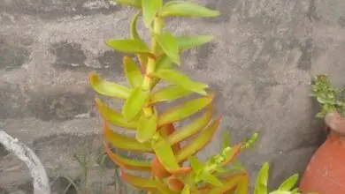 Photo of Soins de la plante Crassula erosula ou Crassula de fuego